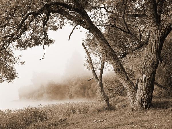 輸入壁紙 カスタム壁紙 PHOTOWALL / Tree in a Fog - Sepia (e10079)