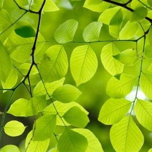 輸入壁紙 カスタム壁紙 PHOTOWALL / Yellow Wood Green Leaves (e10081)