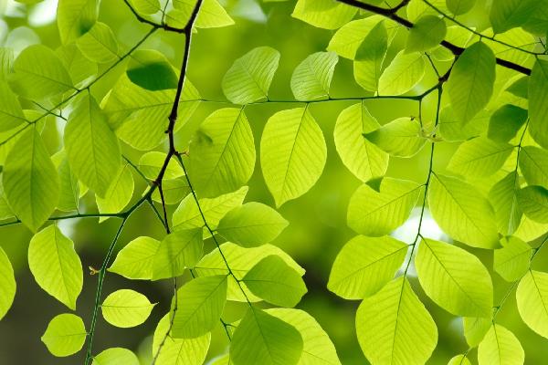 輸入壁紙 カスタム壁紙 PHOTOWALL / Yellow Wood Green Leaves (e10081)