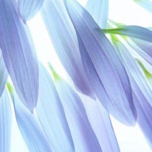輸入壁紙 カスタム壁紙 PHOTOWALL / Blue Petals (e10100)