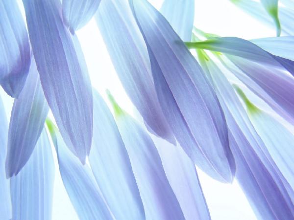輸入壁紙 カスタム壁紙 PHOTOWALL / Blue Petals (e10100)