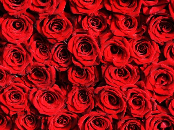 輸入壁紙 カスタム壁紙 PHOTOWALL / Red roses (e10118)