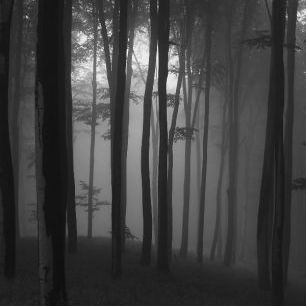 輸入壁紙 カスタム壁紙 PHOTOWALL / Mystical Forest - b/w (e1402)