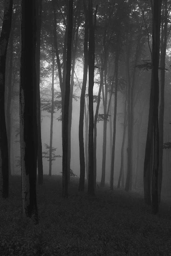 輸入壁紙 カスタム壁紙 PHOTOWALL / Mystical Forest - b/w (e1402)