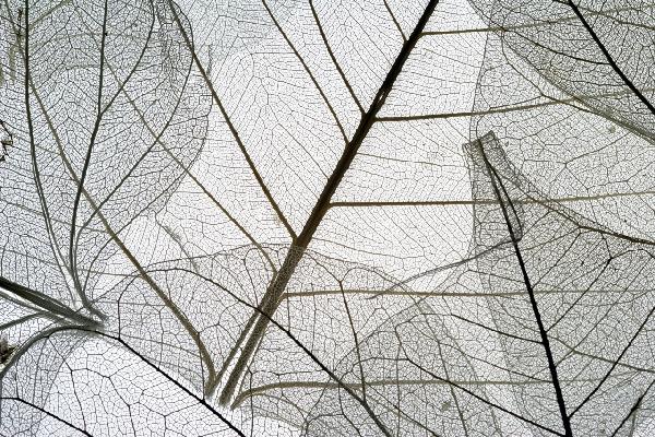 輸入壁紙 カスタム壁紙 PHOTOWALL / Dried Leaves (e1429)