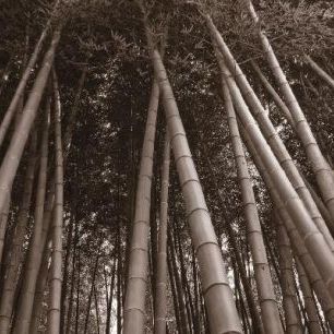 輸入壁紙 カスタム壁紙 PHOTOWALL / Bamboo Forest - Sepia (e1434)