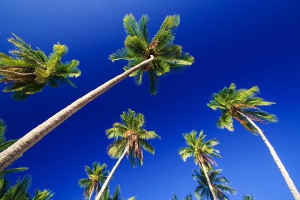 輸入壁紙 カスタム壁紙 PHOTOWALL / Palm Paradise (e1445)