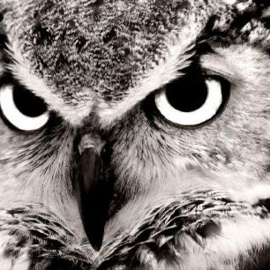 輸入壁紙 カスタム壁紙 PHOTOWALL / Great Horned Owl (e1451)