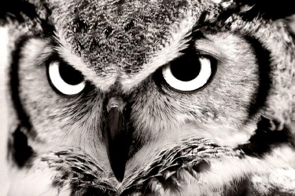 輸入壁紙 カスタム壁紙 PHOTOWALL / Great Horned Owl (e1451)