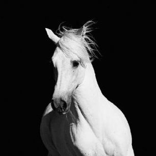 輸入壁紙 カスタム壁紙 PHOTOWALL / High Contrast Horse (e1482)
