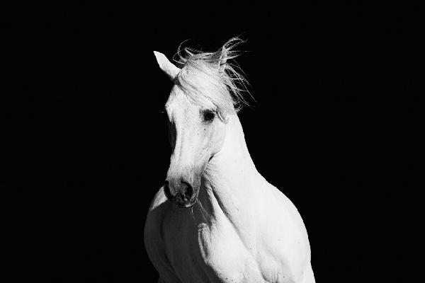 輸入壁紙 カスタム壁紙 PHOTOWALL / High Contrast Horse (e1482)
