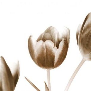 輸入壁紙 カスタム壁紙 PHOTOWALL / Tulips - Sepia (e1505)