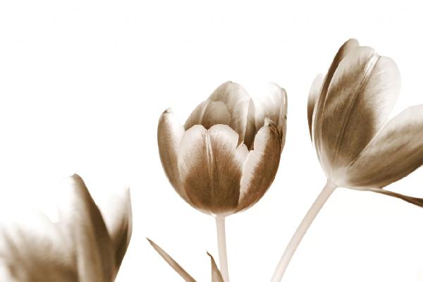 輸入壁紙 カスタム壁紙 PHOTOWALL / Tulips - Sepia (e1505)