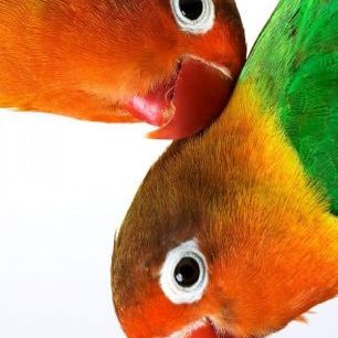 輸入壁紙 カスタム壁紙 PHOTOWALL / Pair of Lovebirds (e1576)