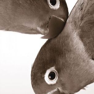 輸入壁紙 カスタム壁紙 PHOTOWALL / Pair of Lovebirds - Sepia (e1577)