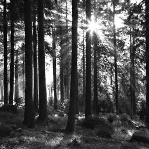 輸入壁紙 カスタム壁紙 PHOTOWALL / Sunbeam through Trees - b/w (e1611)