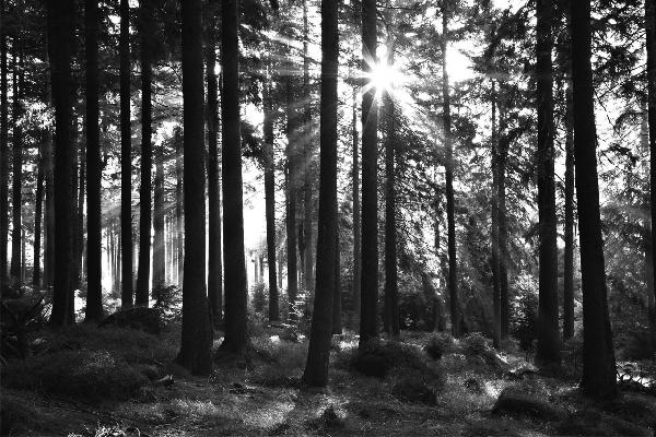輸入壁紙 カスタム壁紙 PHOTOWALL / Sunbeam through Trees - b/w (e1611)