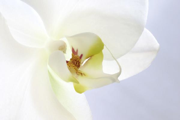 輸入壁紙 カスタム壁紙 PHOTOWALL / White Orchid (e1646)