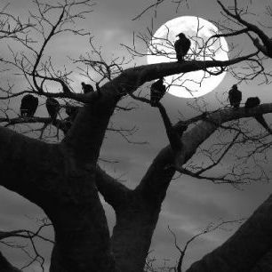 輸入壁紙 カスタム壁紙 PHOTOWALL / Spooky Tree - b/w (e1795)