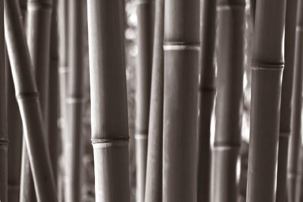 輸入壁紙 カスタム壁紙 PHOTOWALL / Zen Bamboo - Sepia (e1803)