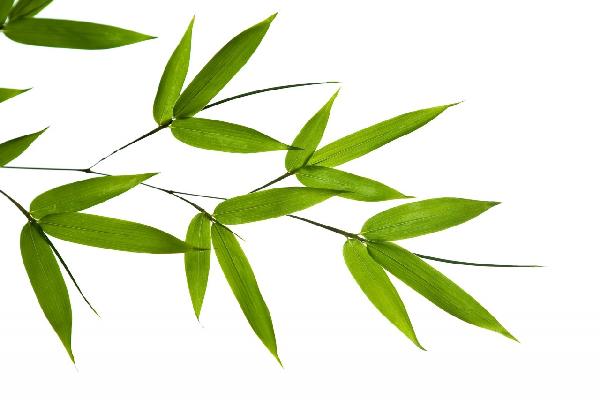 輸入壁紙 カスタム壁紙 PHOTOWALL / Bamboo Leaves (e1810)