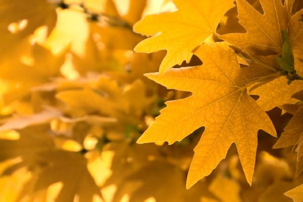 輸入壁紙 カスタム壁紙 PHOTOWALL / Yellow Leaves (e1835)
