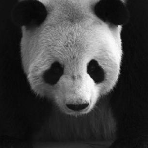 輸入壁紙 カスタム壁紙 PHOTOWALL / Giant Panda - b/w (e1894)