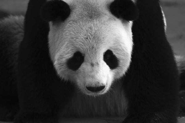 輸入壁紙 カスタム壁紙 PHOTOWALL / Giant Panda - b/w (e1894)