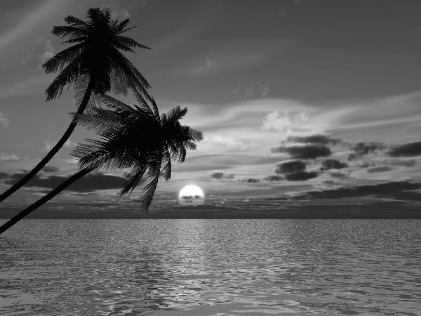 輸入壁紙 カスタム壁紙 PHOTOWALL / Coconut Palm Sunset - b/w (e1902)