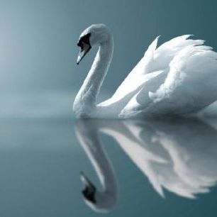 輸入壁紙 カスタム壁紙 PHOTOWALL / Swan Reflection (e1905)
