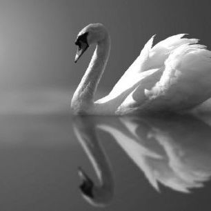 輸入壁紙 カスタム壁紙 PHOTOWALL / Swan Reflection - b/w (e1906)