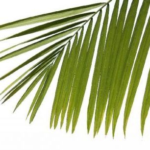 輸入壁紙 カスタム壁紙 PHOTOWALL / Palm Leaves (e1940)