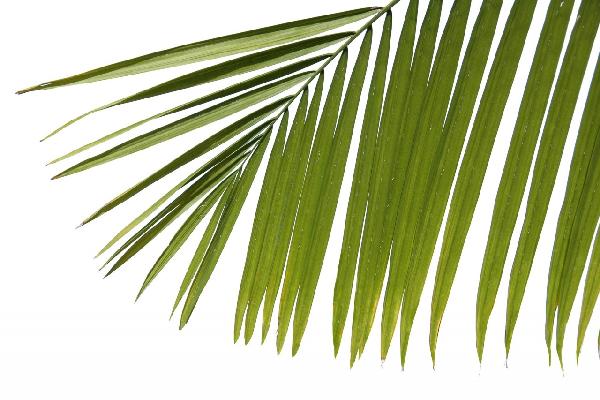 輸入壁紙 カスタム壁紙 PHOTOWALL / Palm Leaves (e1940)