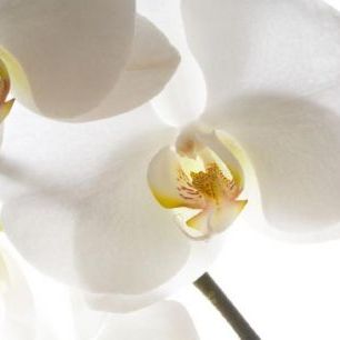 輸入壁紙 カスタム壁紙 PHOTOWALL / White Orchids (e6155)