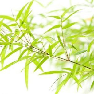 輸入壁紙 カスタム壁紙 PHOTOWALL / Miniature Bamboo (e6188)