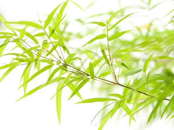 輸入壁紙 カスタム壁紙 PHOTOWALL / Miniature Bamboo (e6188)