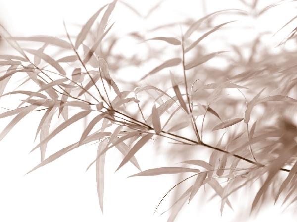 輸入壁紙 カスタム壁紙 PHOTOWALL / Miniature Bamboo - Sepia (e6189)