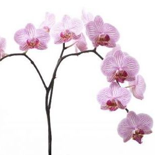 輸入壁紙 カスタム壁紙 PHOTOWALL / Pink Orchids (e6199)