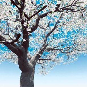 輸入壁紙 カスタム壁紙 PHOTOWALL / Blossoming Cherry-Tree (e6210)