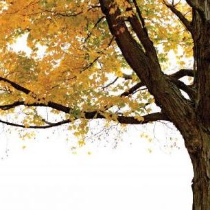輸入壁紙 カスタム壁紙 PHOTOWALL / Autumn Maple Tree (e10191)