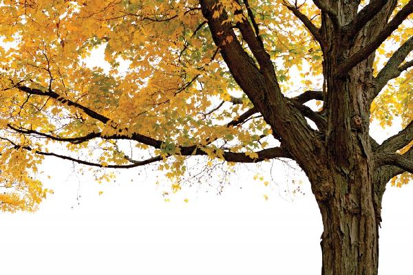輸入壁紙 カスタム壁紙 PHOTOWALL / Autumn Maple Tree (e10191)