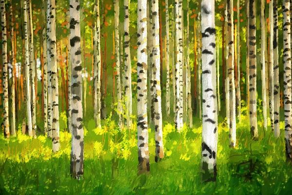 輸入壁紙 カスタム壁紙 PHOTOWALL / Birch Forest - Oil Painting (e19310)