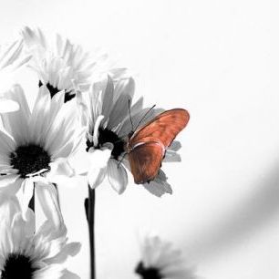 輸入壁紙 カスタム壁紙 PHOTOWALL / Julia Butterfly - b/w Red (e1382)