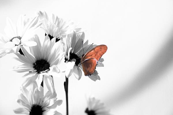 輸入壁紙 カスタム壁紙 PHOTOWALL / Julia Butterfly - b/w Red (e1382)