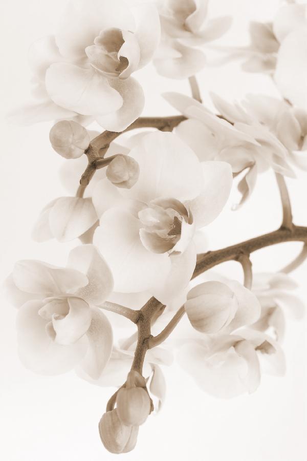 輸入壁紙 カスタム壁紙 PHOTOWALL / Orchidee - Sepia (e19502)