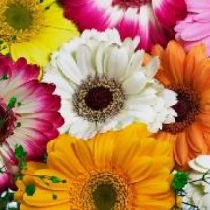 輸入壁紙 カスタム壁紙 PHOTOWALL / Panoramic Flowers Colors (e19494)