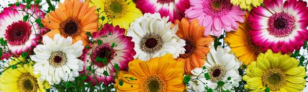 輸入壁紙 カスタム壁紙 PHOTOWALL / Panoramic Flowers Colors (e19494)