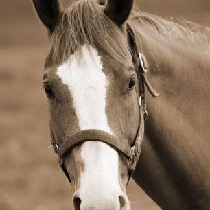 輸入壁紙 カスタム壁紙 PHOTOWALL / Sweet Horse - Sepia (e19478)
