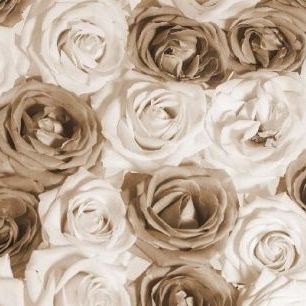 輸入壁紙 カスタム壁紙 PHOTOWALL / Nice Roses - Sepia (e19474)