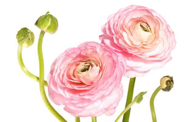 輸入壁紙 カスタム壁紙 PHOTOWALL / Rosa Flowers (e19468)